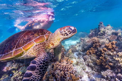 7-Day Exmouth Explorer Via Pinnacles Monkey Mia Ningaloo Reef Returning To Perth - Accommodation Kalgoorlie 11