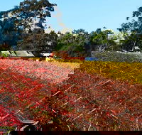 Swan Valley Wine Time Private Day Tour - Accommodation Kalgoorlie