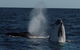 Perth Whale-Watching Cruise From Hillarys Boat Harbour - thumb 0
