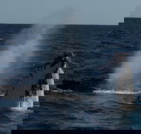 Perth Whale-Watching Cruise from Hillarys Boat Harbour - Accommodation Kalgoorlie