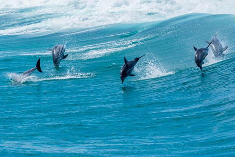 Full-Day Busselton Jetty, Train Ride & Dophin Discovery - Accommodation Kalgoorlie 1