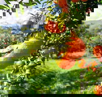 Full-Day Swan Valley Wildlife Park Winery  Fruit Orchard - Accommodation Kalgoorlie