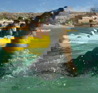 Penguin and Seal Island Kayak Tour - Accommodation Kalgoorlie