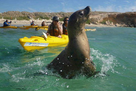 Penguin And Seal Island Kayak Tour - Accommodation Kalgoorlie 0