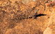 The Big Wave Rock (Private) Day Tour - thumb 4
