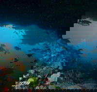 Rottnest Island scuba diving from Fremantle - Accommodation Kalgoorlie