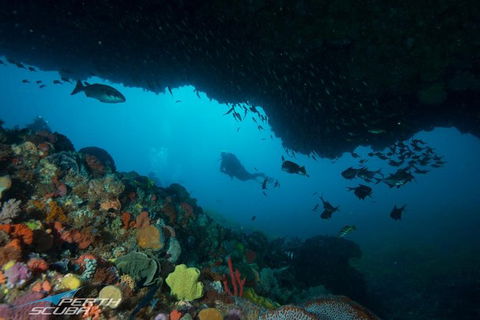 Rottnest Island Scuba Diving From Fremantle - Accommodation Kalgoorlie 0