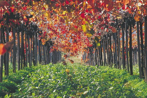 Margaret River Private Tour - Accommodation Kalgoorlie 1