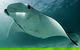 6-Day Coral Coaster From Perth To Exmouth One-Way Via Monkey Mia Ningaloo Reef - thumb 1