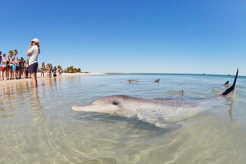 6-Day Coral Coaster From Perth To Exmouth One-Way Via Monkey Mia Ningaloo Reef - Accommodation Kalgoorlie 9