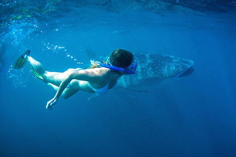 6-Day Coral Coaster From Perth To Exmouth One-Way Via Monkey Mia Ningaloo Reef - Accommodation Kalgoorlie 10