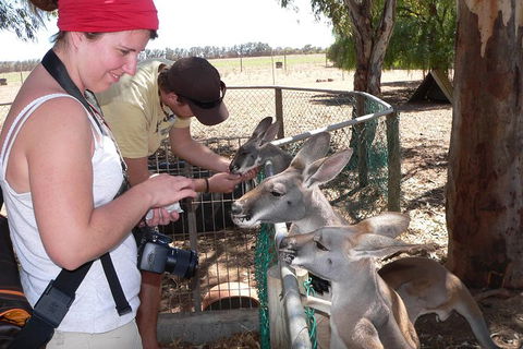 1 Day Pinnacles, Wildlife & Sandboarding - Accommodation Kalgoorlie 1