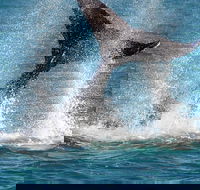 Whale-Watching Cruise and Hillarys Boat Harbour Day Trip from Perth - Accommodation Kalgoorlie