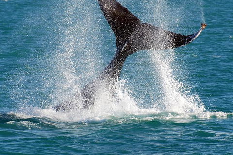 Whale-Watching Cruise And Hillarys Boat Harbour Day Trip From Perth - Accommodation Kalgoorlie 0