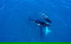 Whale-Watching Cruise And Hillarys Boat Harbour Day Trip From Perth - thumb 8