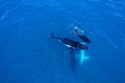 Whale-Watching Cruise And Hillarys Boat Harbour Day Trip From Perth - Accommodation Kalgoorlie 8