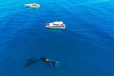 Whale-Watching Cruise And Hillarys Boat Harbour Day Trip From Perth - Accommodation Kalgoorlie 4