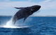Whale-Watching Cruise And Hillarys Boat Harbour Day Trip From Perth - thumb 7