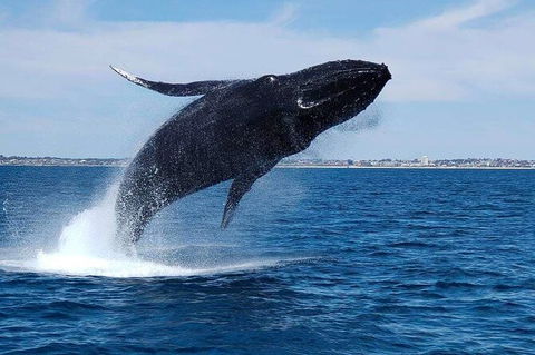 Whale-Watching Cruise And Hillarys Boat Harbour Day Trip From Perth - Accommodation Kalgoorlie 7
