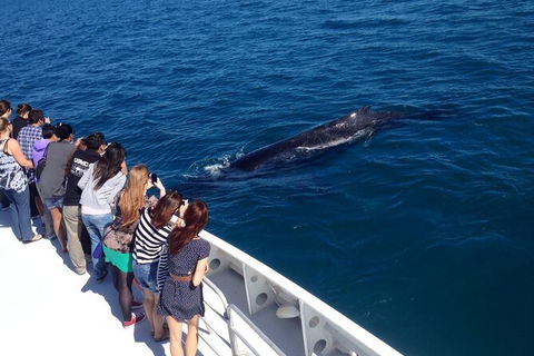 Whale-Watching Cruise And Hillarys Boat Harbour Day Trip From Perth - Accommodation Kalgoorlie 5