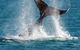 Whale-Watching Cruise And Hillarys Boat Harbour Day Trip From Perth - thumb 2