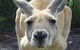Discover Perth Full Day Tour - thumb 0