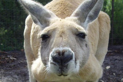 Discover Perth Full Day Tour - Accommodation Kalgoorlie 0