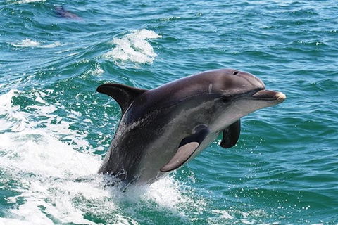 Full-Day Mandurah Dolphins, Chocolate & Fremantle Tour - Accommodation Kalgoorlie 0