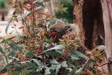 Yanchep & Lancelin - Wildlife, Cave And Sands - Accommodation Kalgoorlie 5