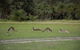 Yanchep & Lancelin - Wildlife, Cave And Sands - thumb 8