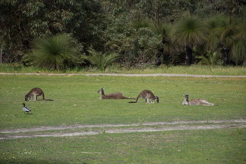 Yanchep & Lancelin - Wildlife, Cave And Sands - Accommodation Kalgoorlie 8