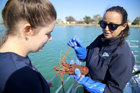 Mandurah Dolphin And Scenic Marine Cruise - Accommodation Kalgoorlie 8