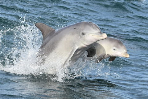 Mandurah Dolphin And Scenic Marine Cruise - Accommodation Kalgoorlie 12