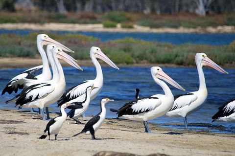 Mandurah Dolphin And Scenic Marine Cruise - Accommodation Kalgoorlie 7