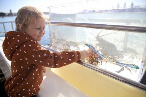Mandurah Dolphin And Scenic Marine Cruise - Accommodation Kalgoorlie 5