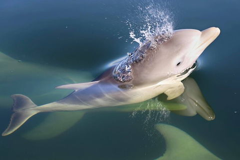 Mandurah Dolphin And Scenic Marine Cruise - Accommodation Kalgoorlie 4