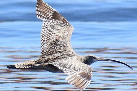 Mandurah Dolphin Island Adventure - Accommodation Kalgoorlie 7