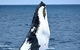 Whale-Watching Tour From Augusta Or Perth With Optional Captain\'s Lounge Upgrade - thumb 0