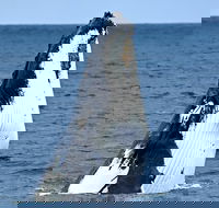 Whale-Watching Tour from Augusta or Perth with Optional Captain's Lounge Upgrade - Accommodation Kalgoorlie