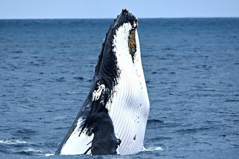Whale-Watching Tour From Augusta Or Perth With Optional Captain\'s Lounge Upgrade - Accommodation Kalgoorlie 0