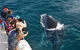 Whale-Watching Tour From Augusta Or Perth With Optional Captain\'s Lounge Upgrade - thumb 4