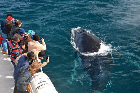 Whale-Watching Tour From Augusta Or Perth With Optional Captain\'s Lounge Upgrade - Accommodation Kalgoorlie 4