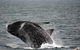 Whale-Watching Tour From Augusta Or Perth With Optional Captain\'s Lounge Upgrade - thumb 7