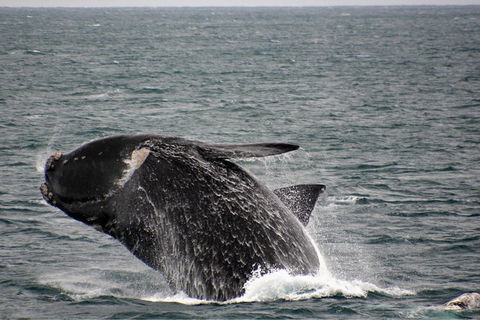 Whale-Watching Tour From Augusta Or Perth With Optional Captain\'s Lounge Upgrade - Accommodation Kalgoorlie 7