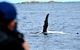 Whale-Watching Tour From Augusta Or Perth With Optional Captain\'s Lounge Upgrade - thumb 10