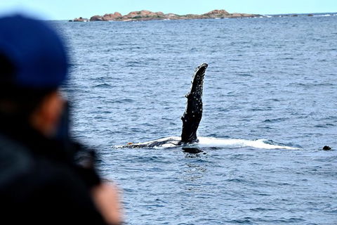 Whale-Watching Tour From Augusta Or Perth With Optional Captain\'s Lounge Upgrade - Accommodation Kalgoorlie 10
