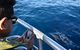 Whale-Watching Tour From Augusta Or Perth With Optional Captain\'s Lounge Upgrade - thumb 9