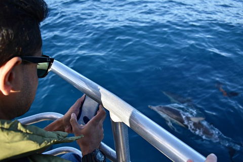 Whale-Watching Tour From Augusta Or Perth With Optional Captain\'s Lounge Upgrade - Accommodation Kalgoorlie 9