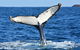 Whale-Watching Tour From Augusta Or Perth With Optional Captain\'s Lounge Upgrade - thumb 11