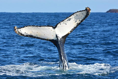 Whale-Watching Tour From Augusta Or Perth With Optional Captain\'s Lounge Upgrade - Accommodation Kalgoorlie 11